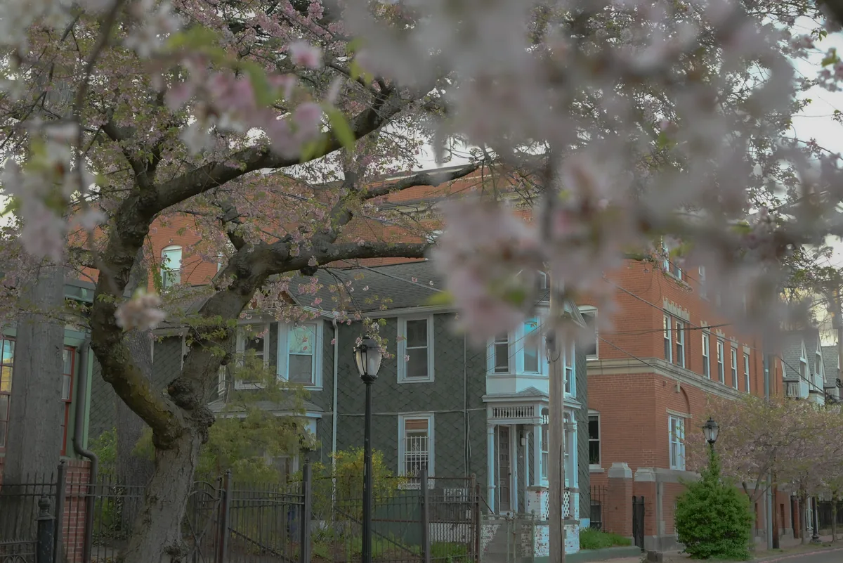 New Haven neighborhood streetscape in spring